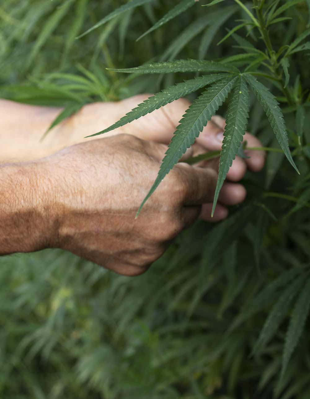hemp-anbau-